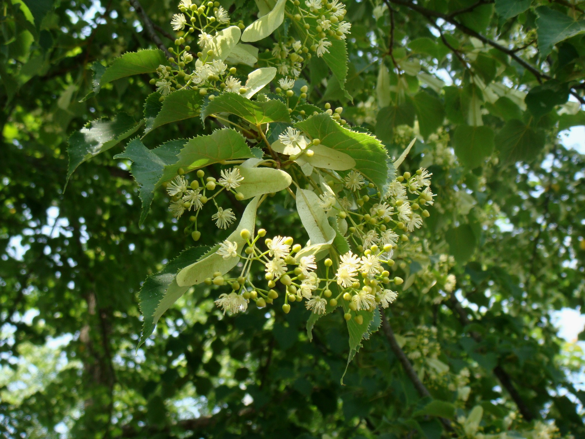 Tilia japonica (Miquel) Simonkai